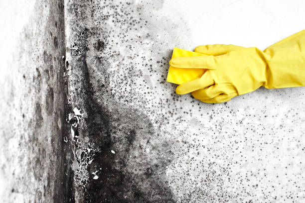 Best Mold Remediation Services  in White Plains, NC