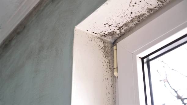 Reliable White Plains, NC Mold Removal Solutions