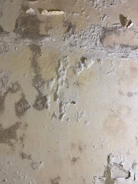 Best Attic Mold Removal  in White Plains, NC