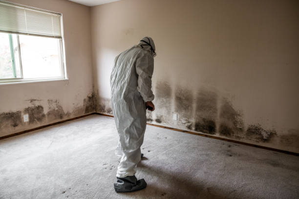 Best Toxic Mold Removal  in White Plains, NC
