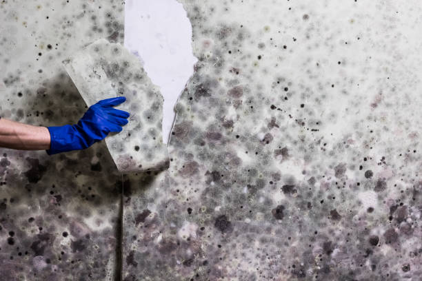 Attic Mold Removal in White Plains, NC