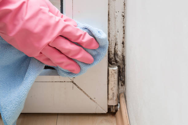 Best Emergency Mold Removal  in White Plains, NC