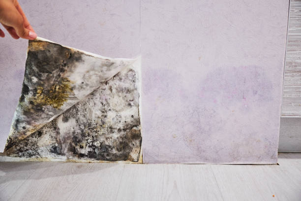 Best Office Mold Removal Services  in White Plains, NC